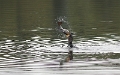 Aalscholver - Zeelt - 2008